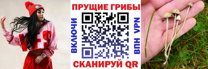 Купить где  Цивильск  Галлюциногенные грибы Psilocybe 